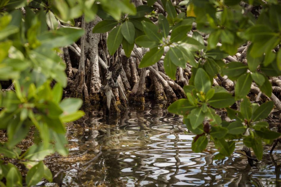 Mangrove Zone