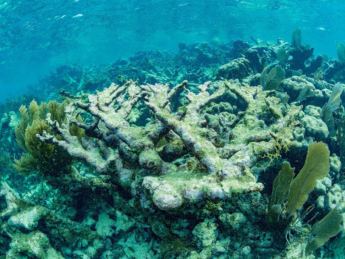 Coral Gardens (Hol Chan Zone A)