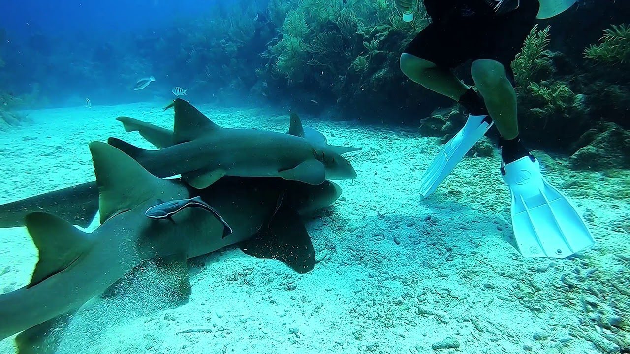 Mermaid's Lair (Hol Chan Reserve)