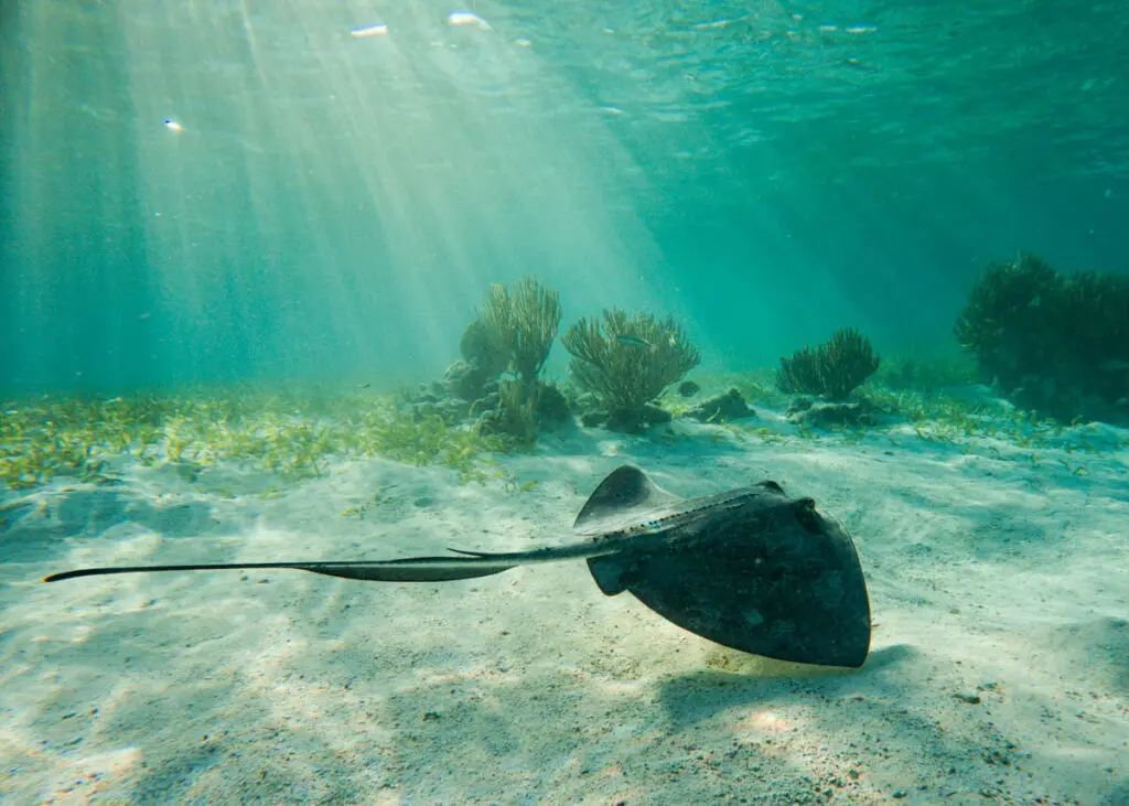 Shark Ray Alley