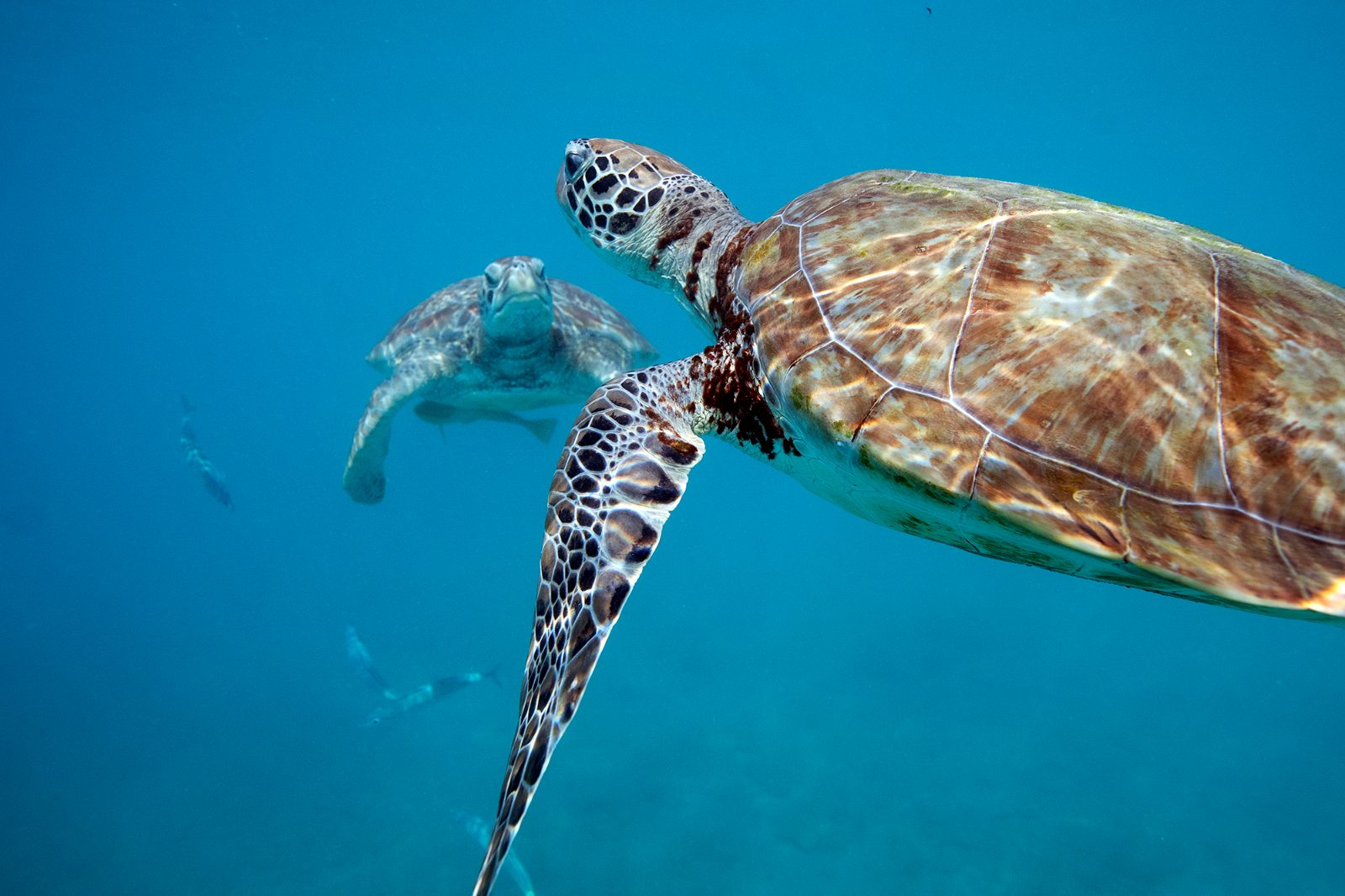 Swim with turtles