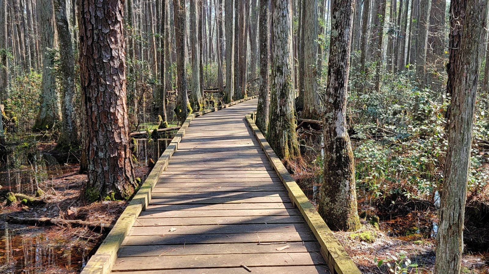 Woodland Paths