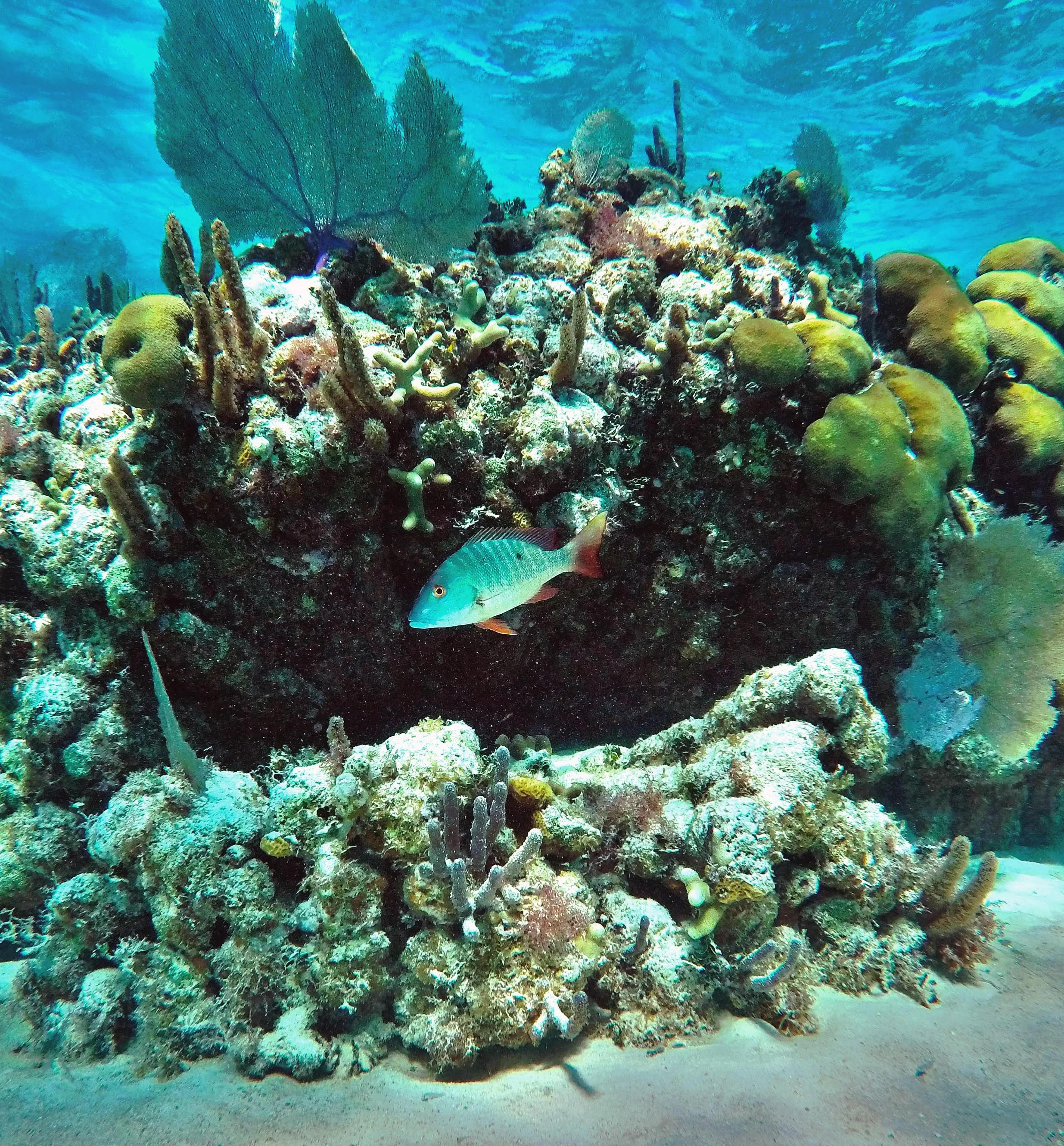 Boca Ciega Wall