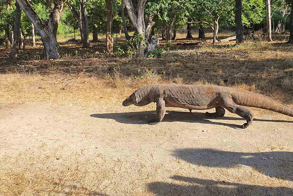 Komodo Dragon Habitat
