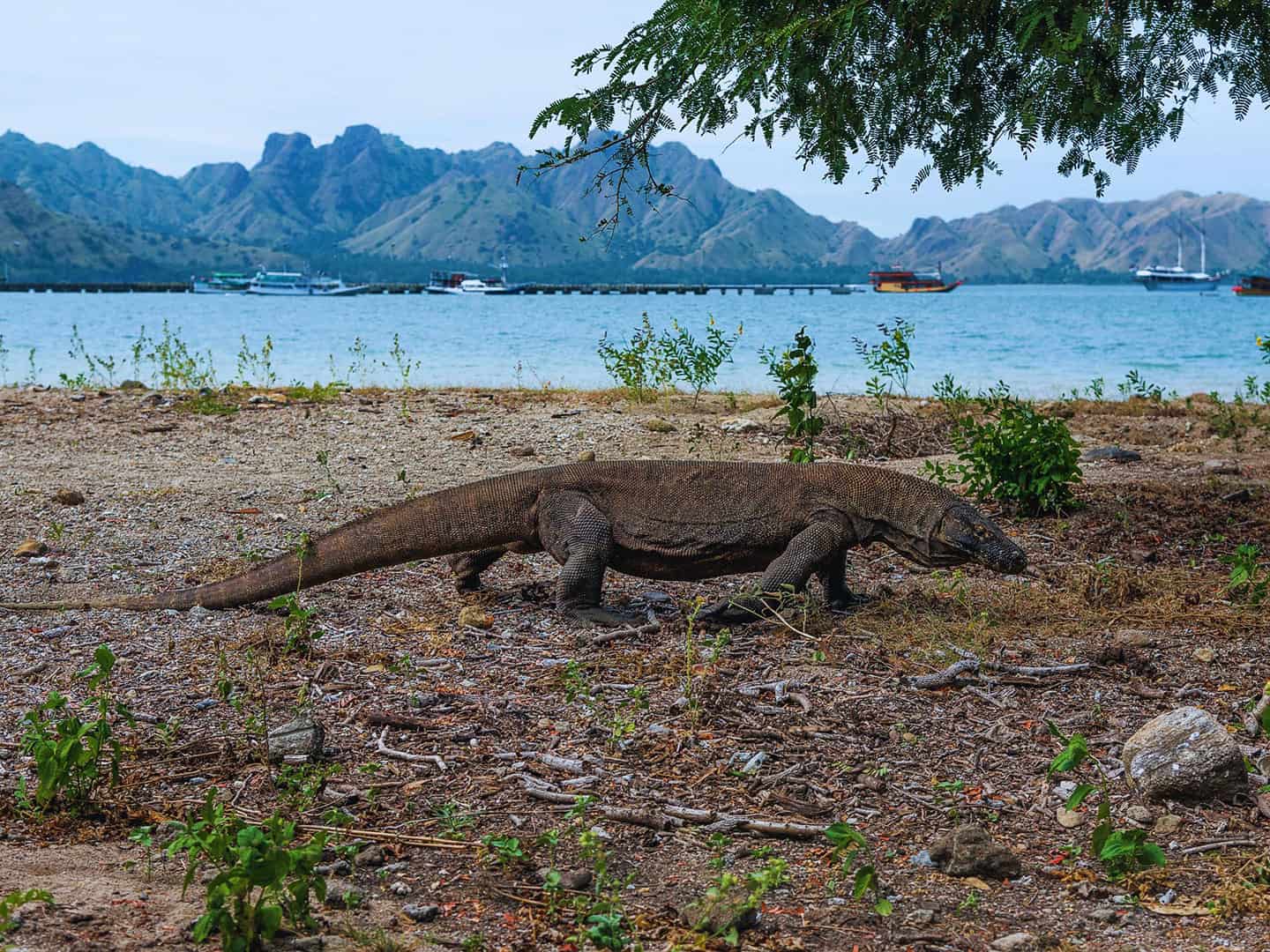 Komodo Tour 3d2n