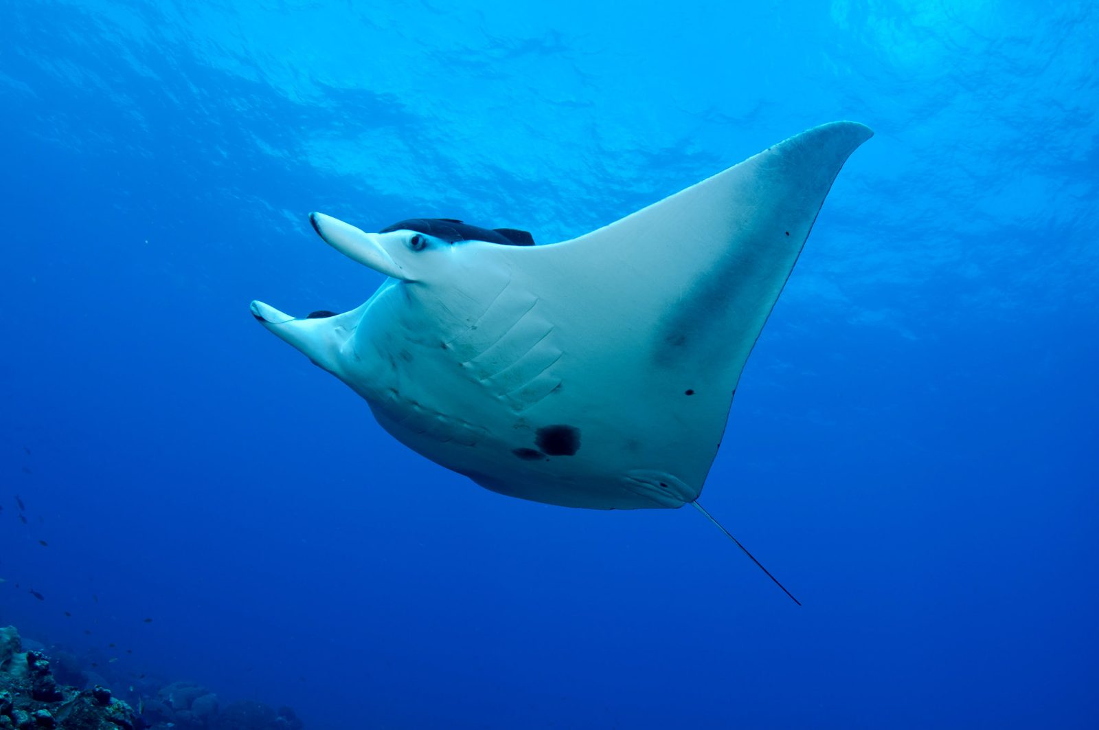 Manta Point Waters