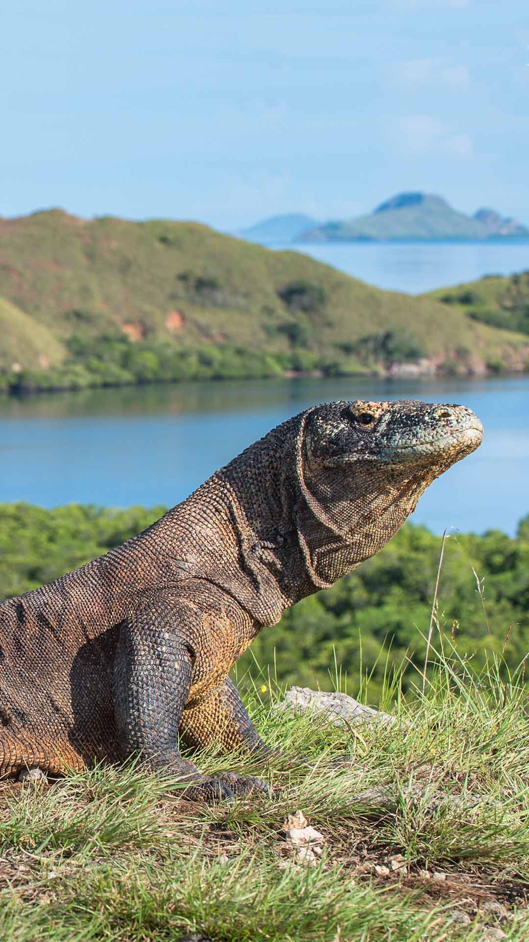 Komodo Tour From Lombok