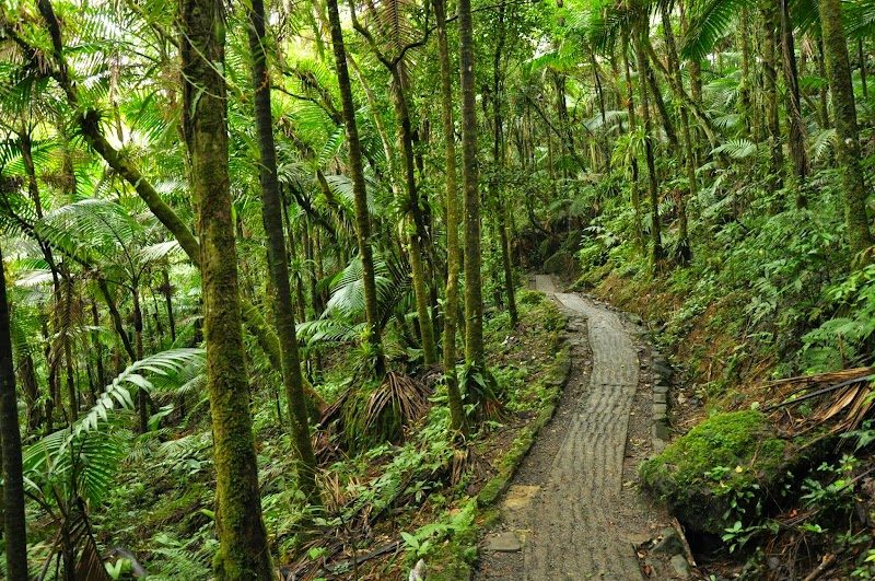 Jungle Trails