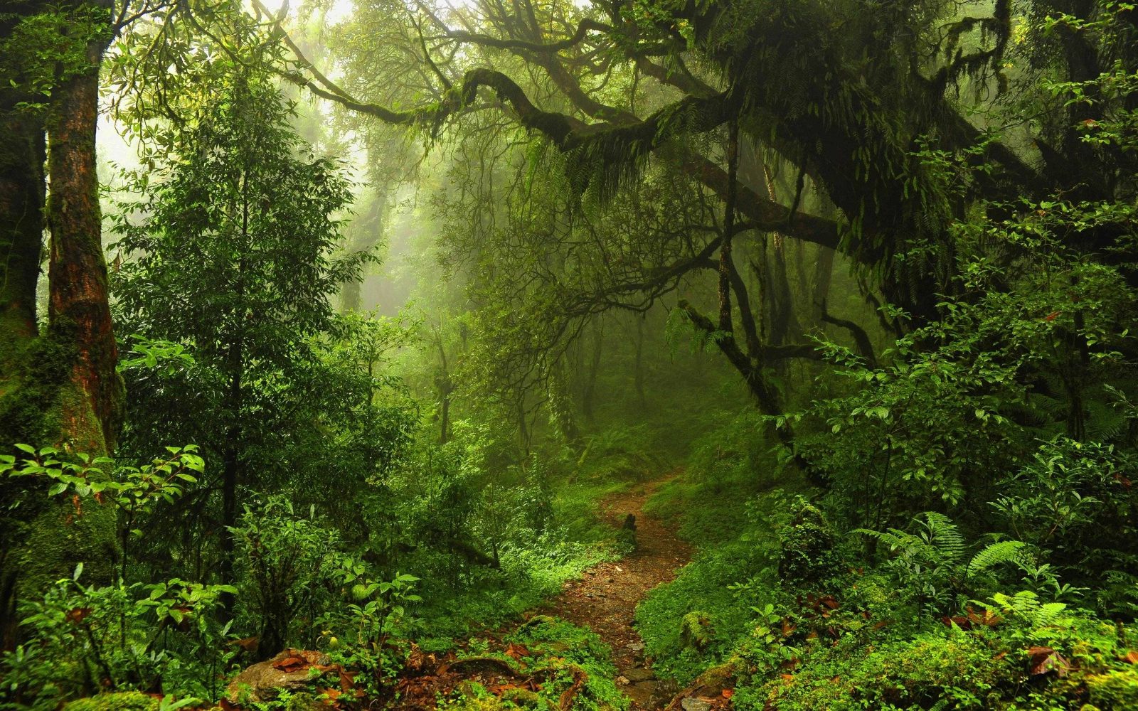 Jungle Canopy