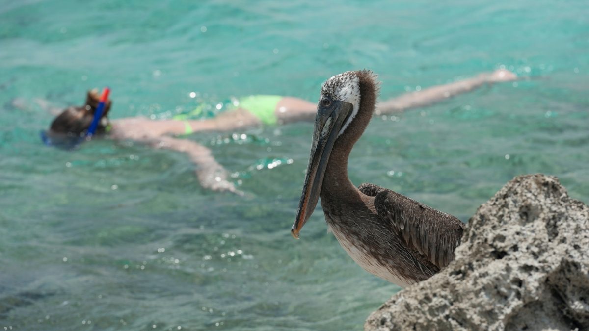 Pelican Rock