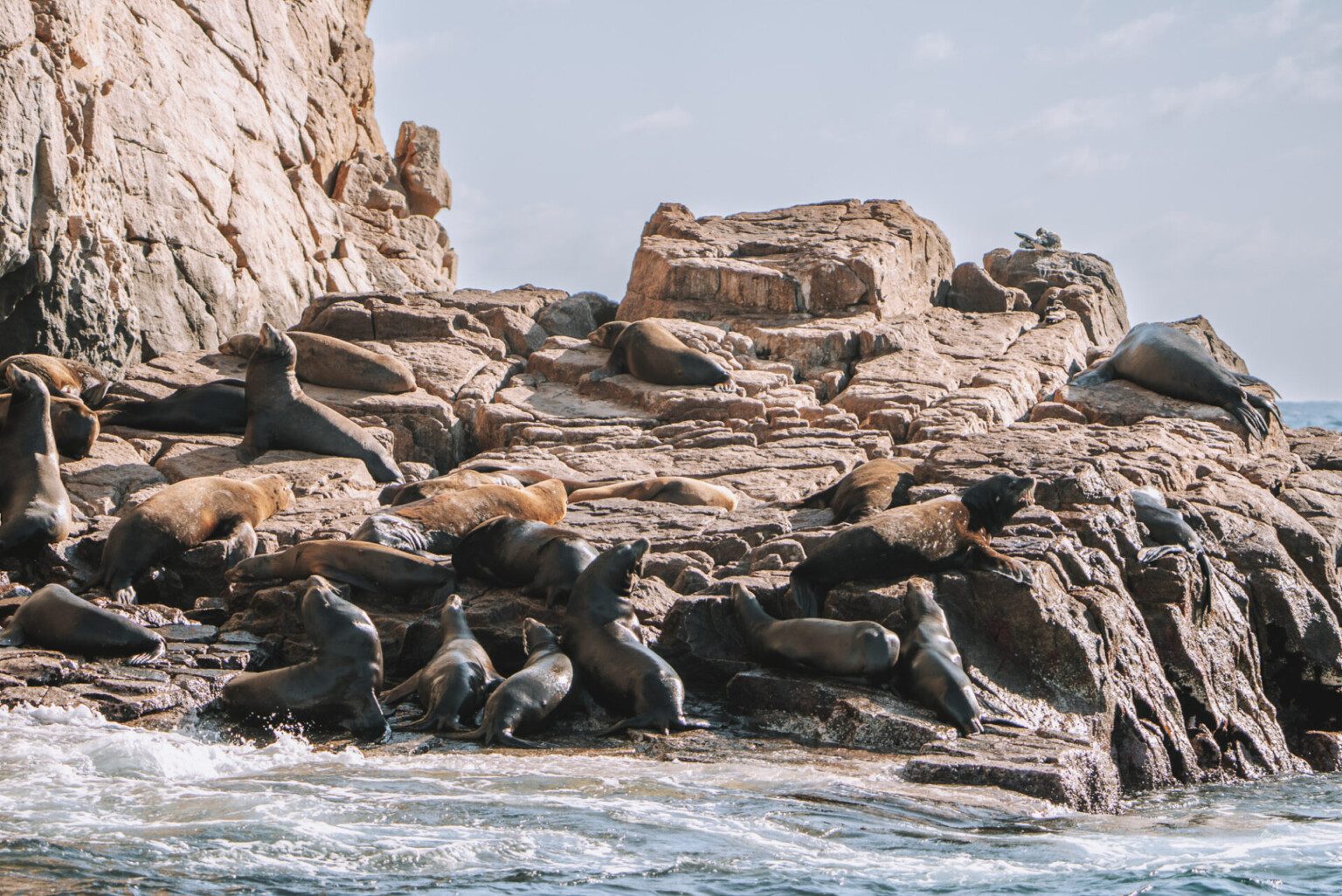 Sea Lion Colony