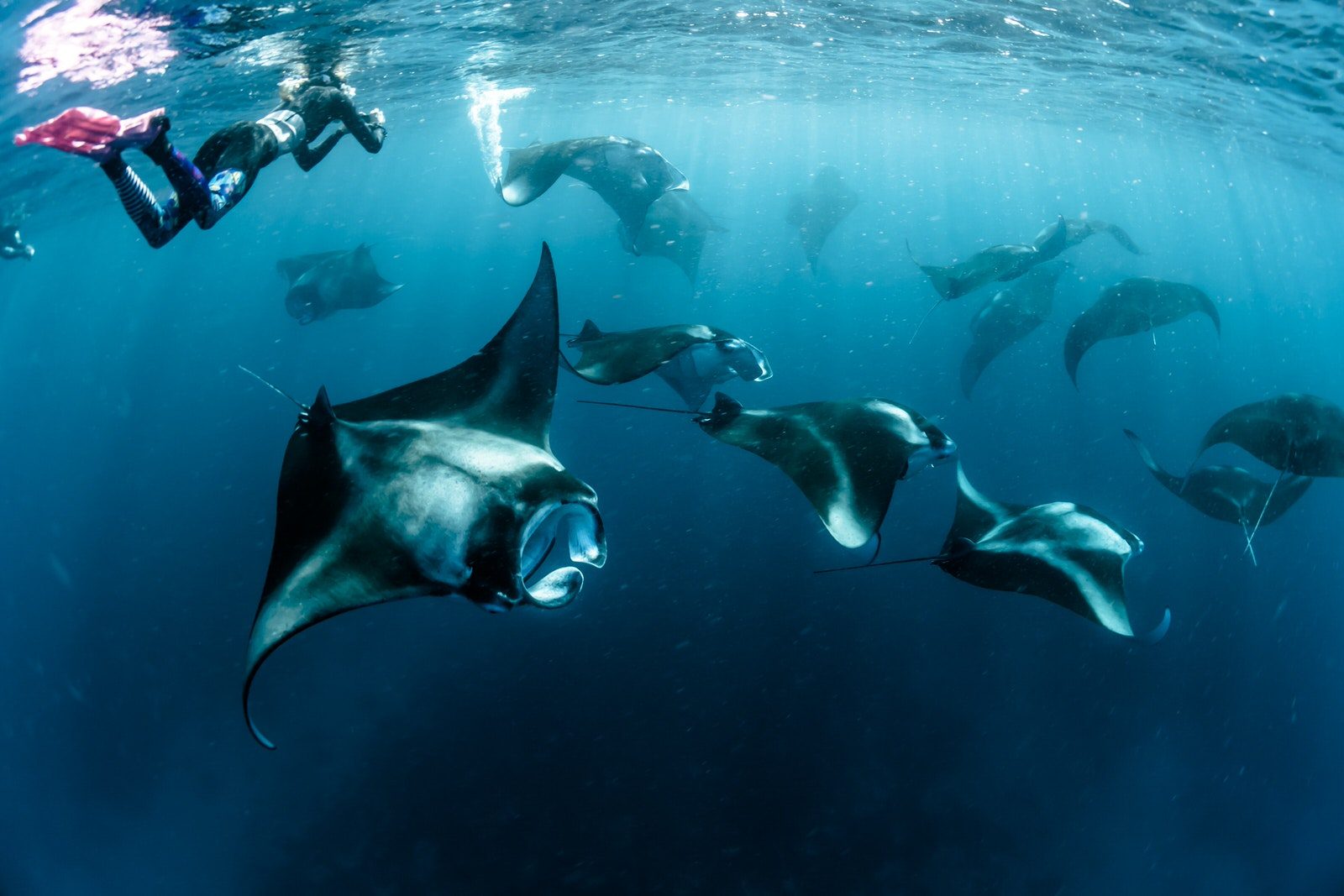 Southern Reef Wall