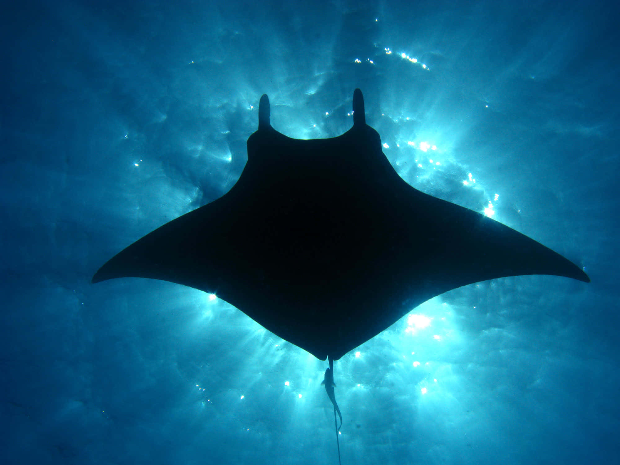 Manta Ray Cleaning Station