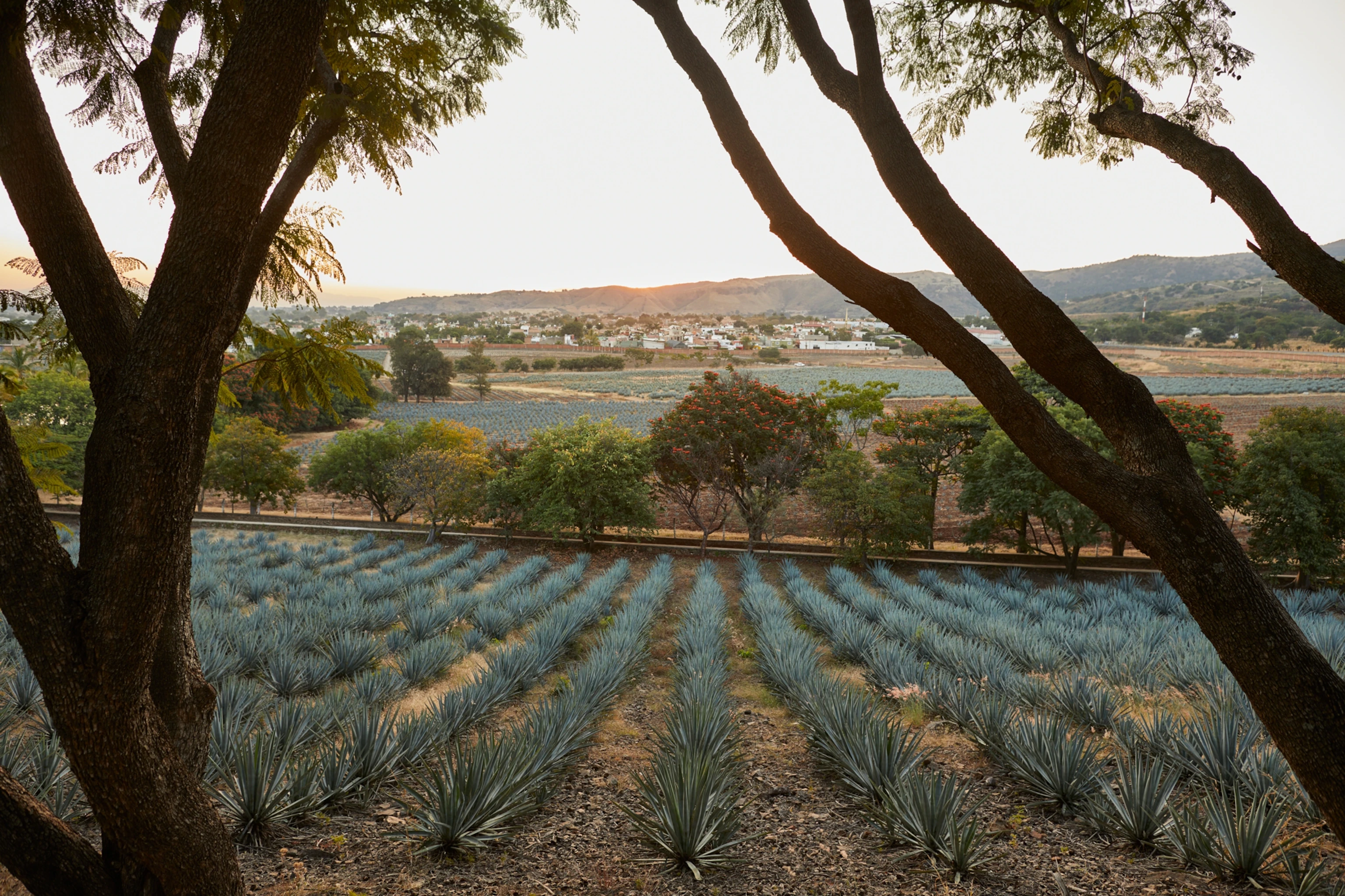 Agave Plantation Corridor