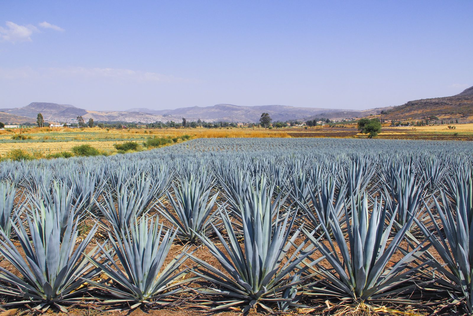 Agave Fields