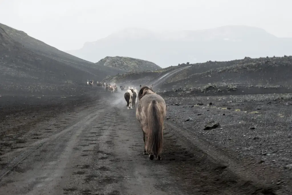 Iceland Horse Riding Multi Day