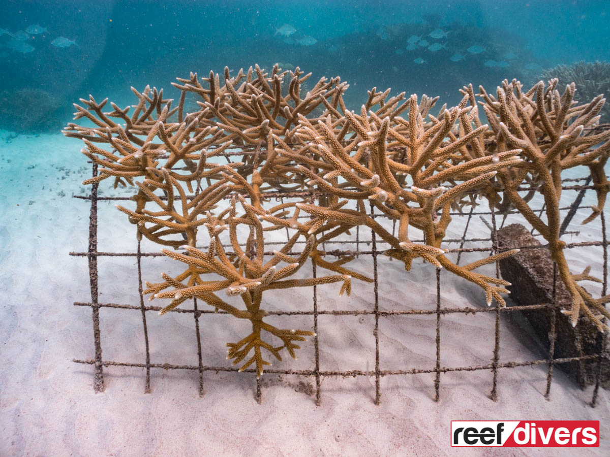 Coral Nursery