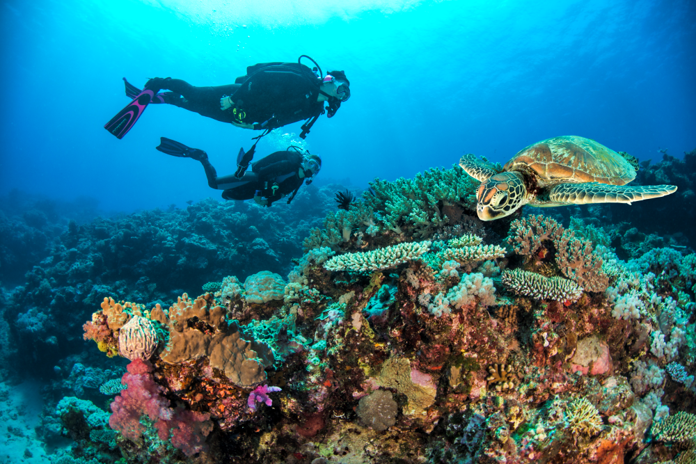 Dive Session