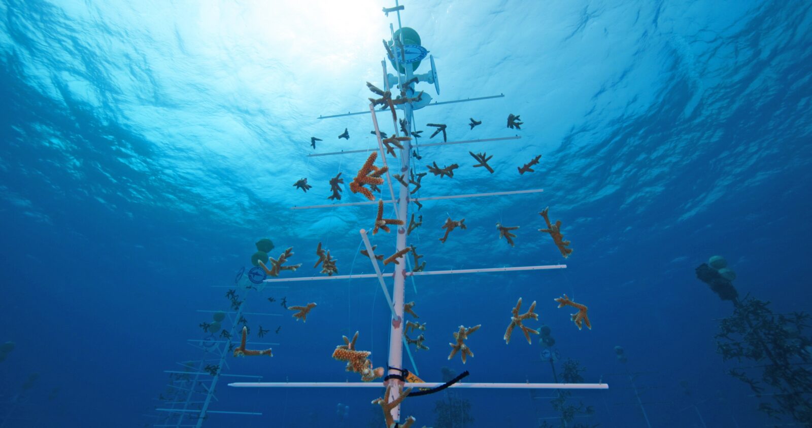 Coral Nursery Station