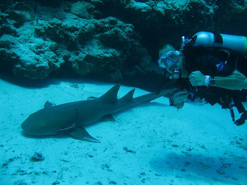 Shark Feeding Station