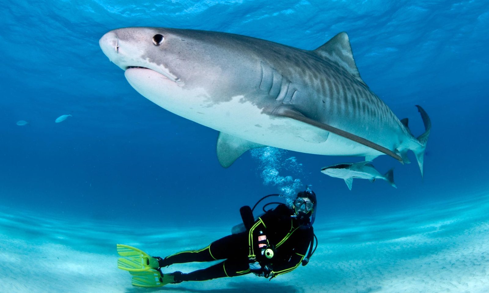 Punta Cana Diving With Sharks