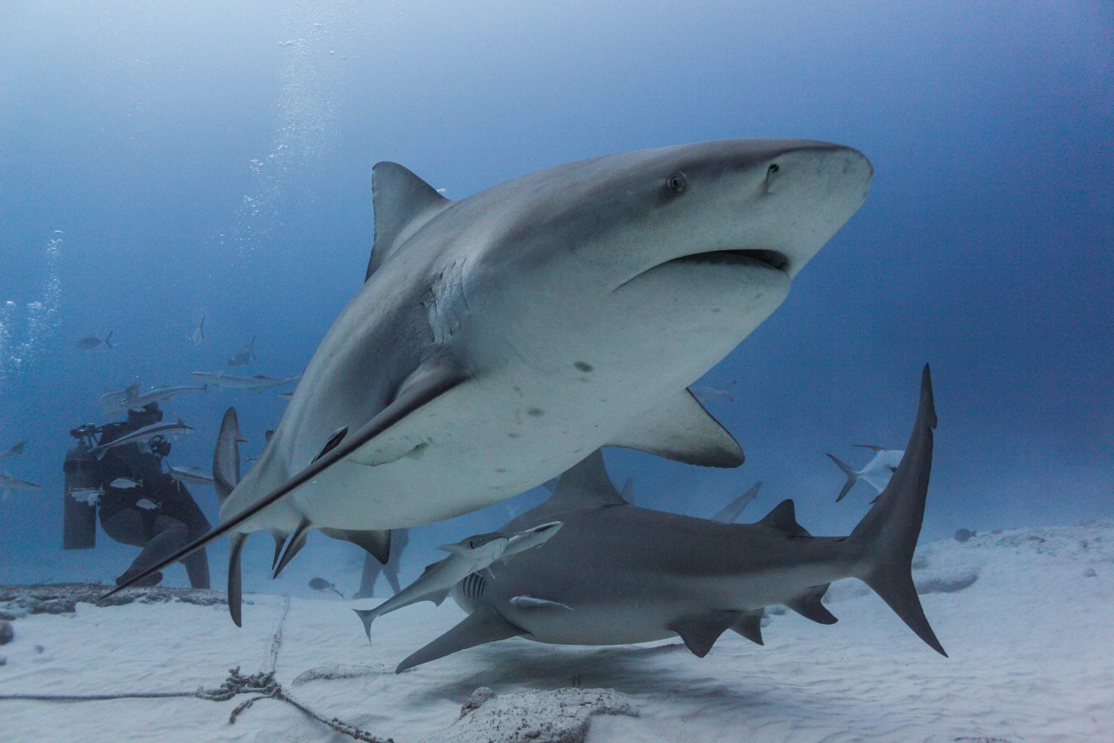Shark Observation Zone