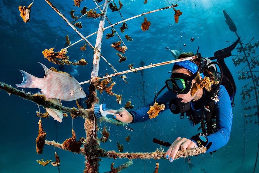 Coral Nursery Reef