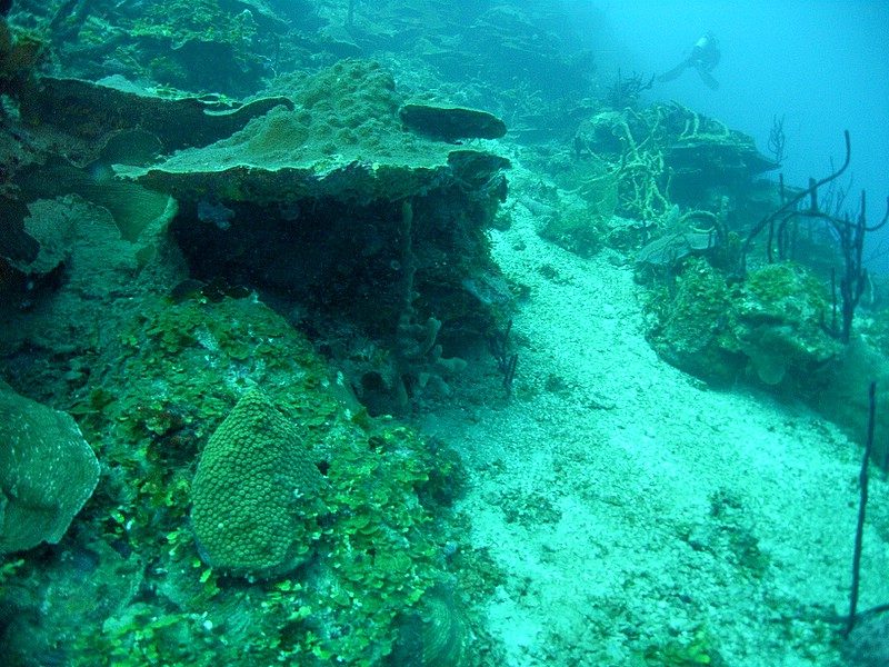 Catalina Island Wall