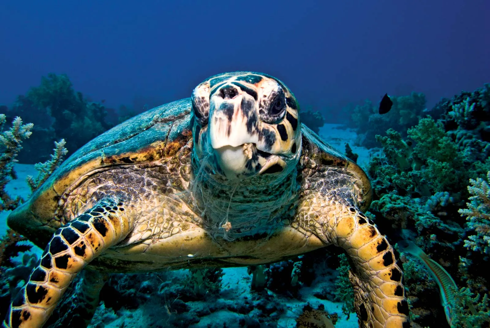 Sea Turtles