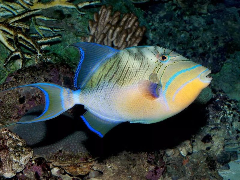 Reef Fish
