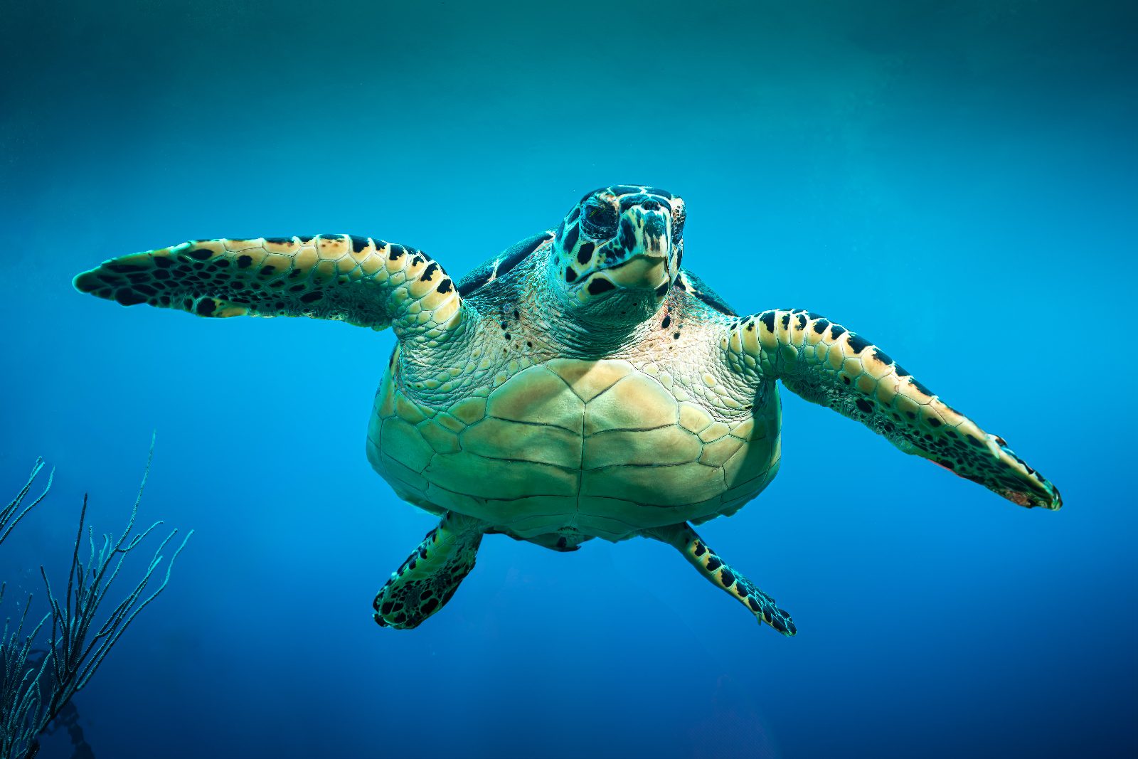 Sea Turtle Feeding Zone