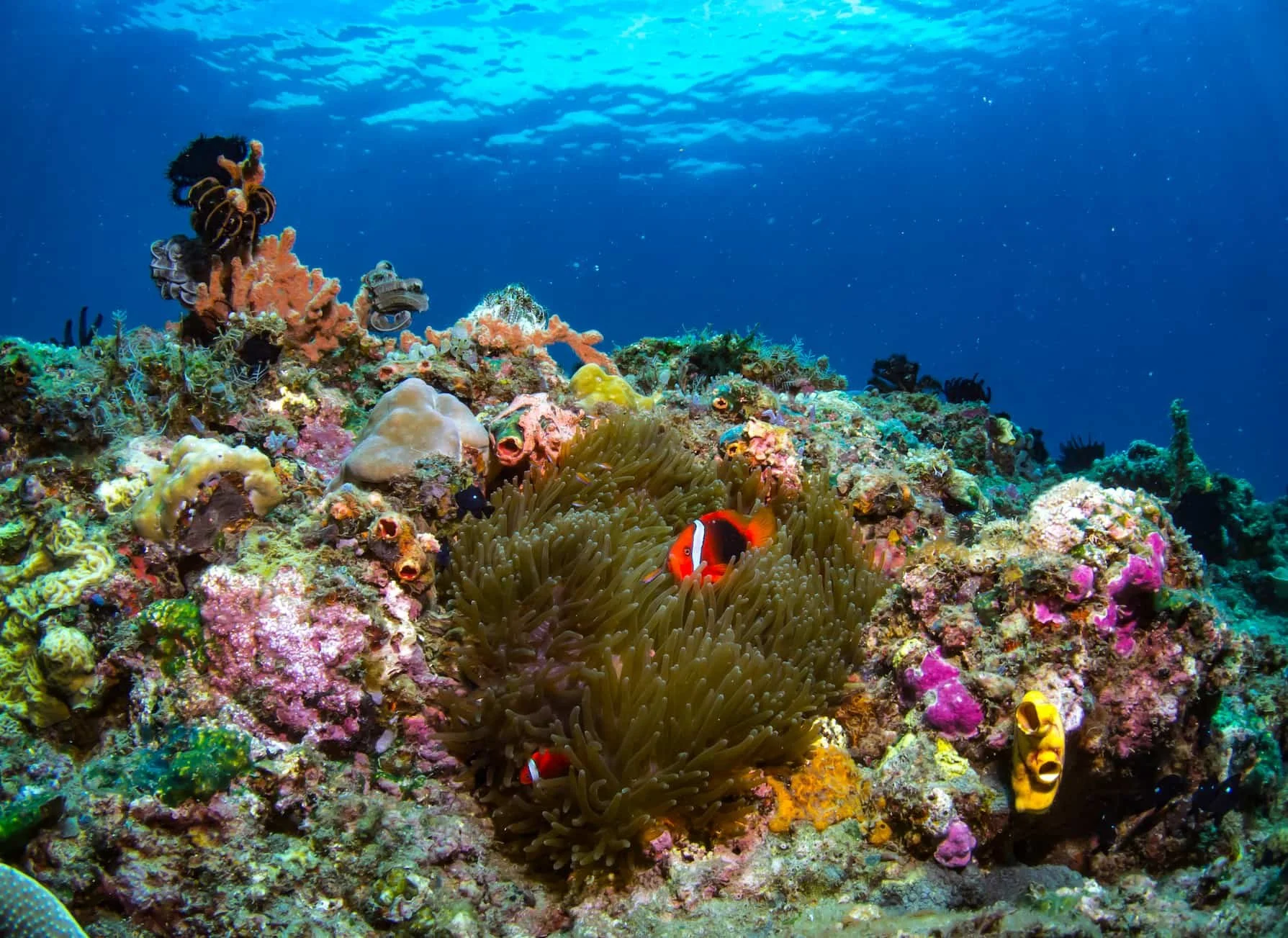 Coral Gardens