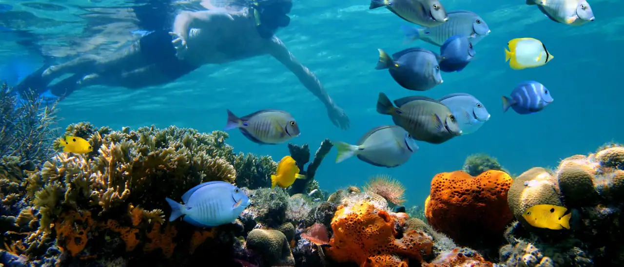 Shallow Reef Flats