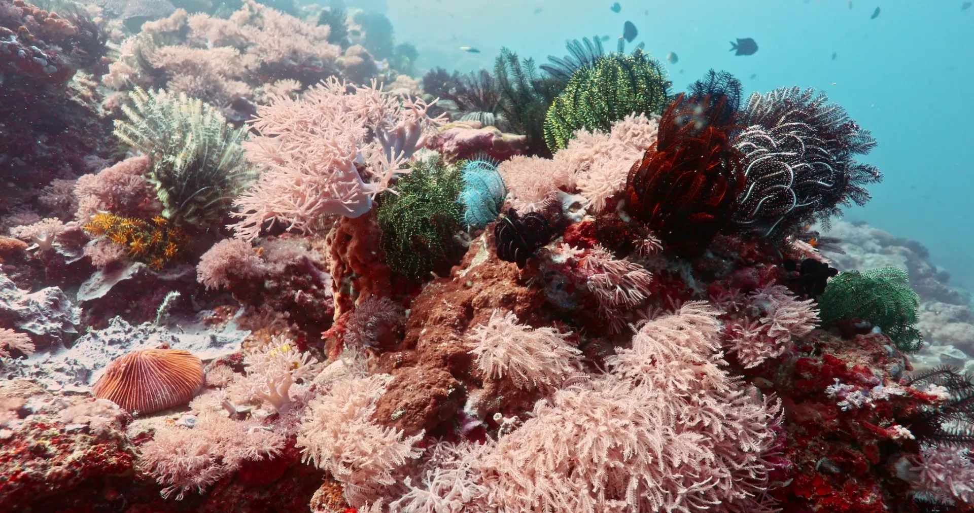 Crocodile Island