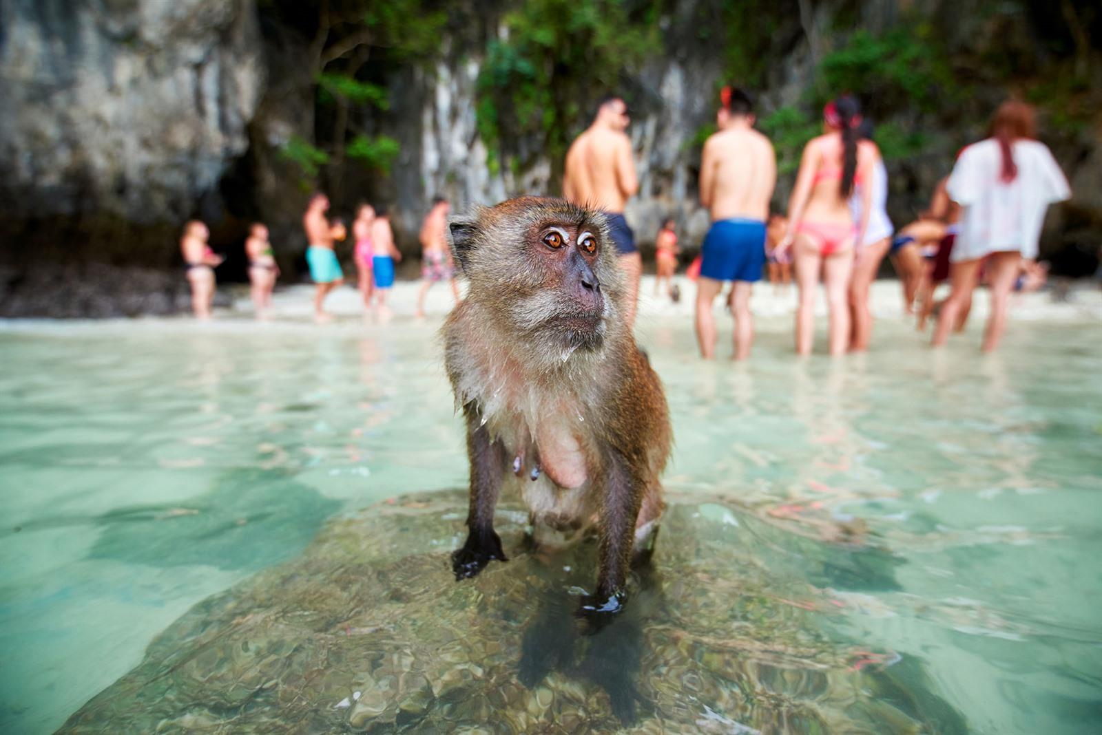 Monkey Beach