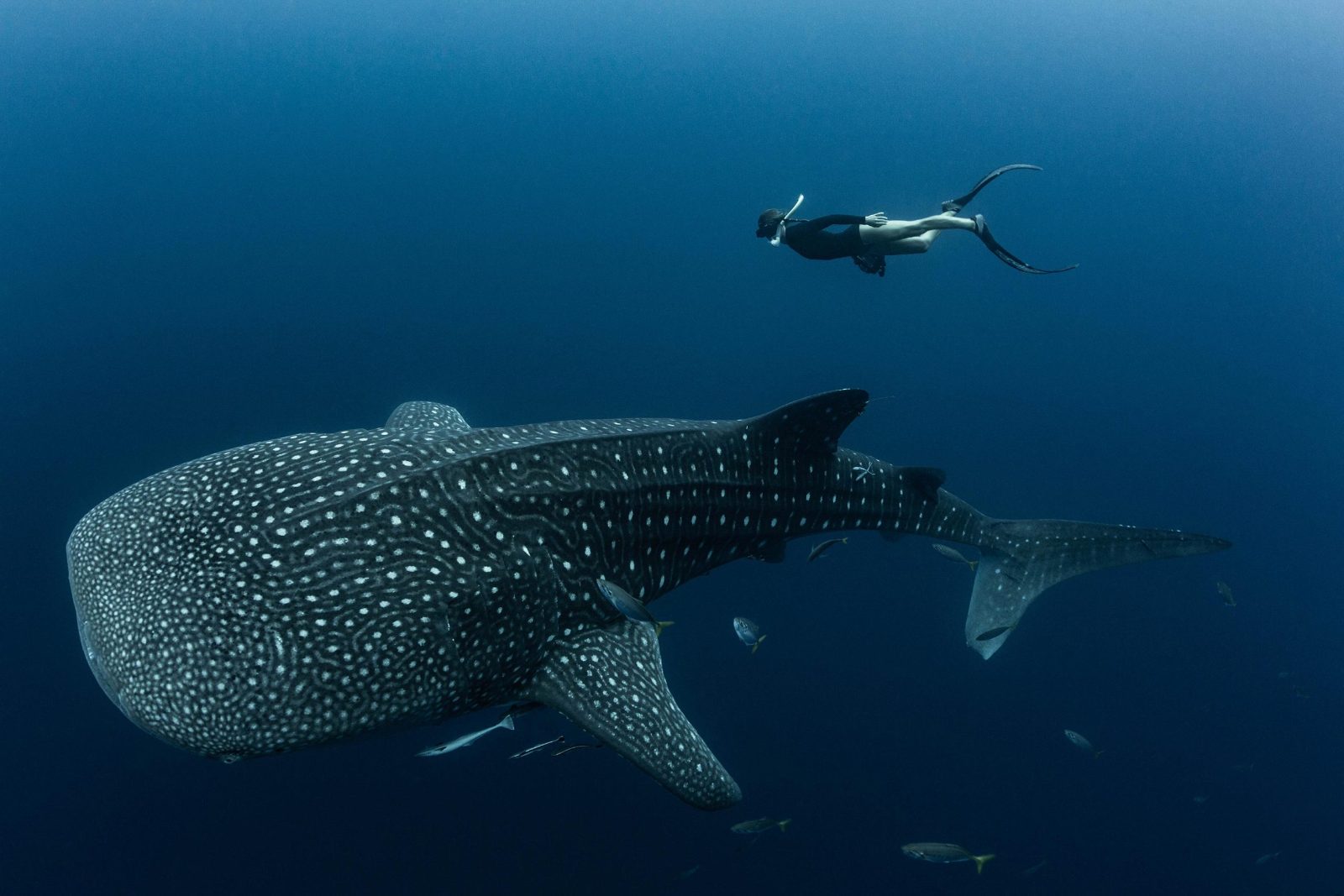 Swim With Whale Sharks Cancun Tours