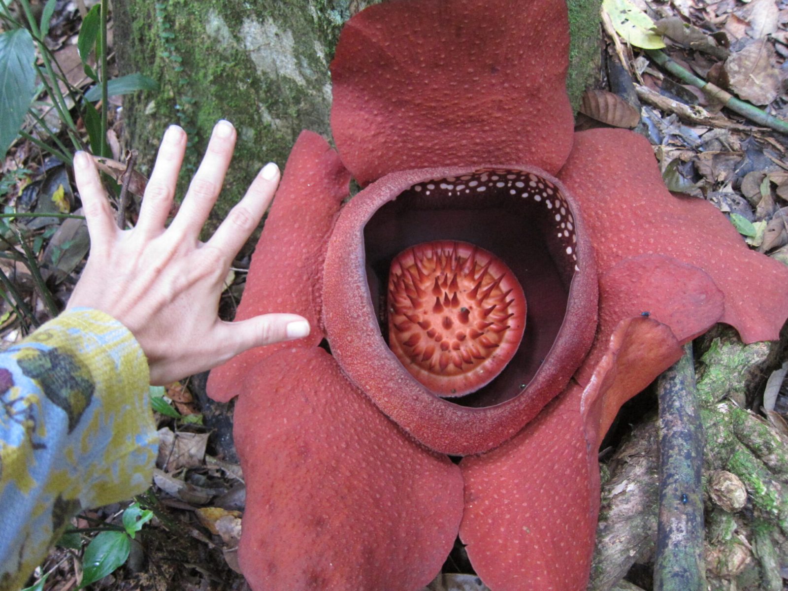 Rafflesia Kerrii