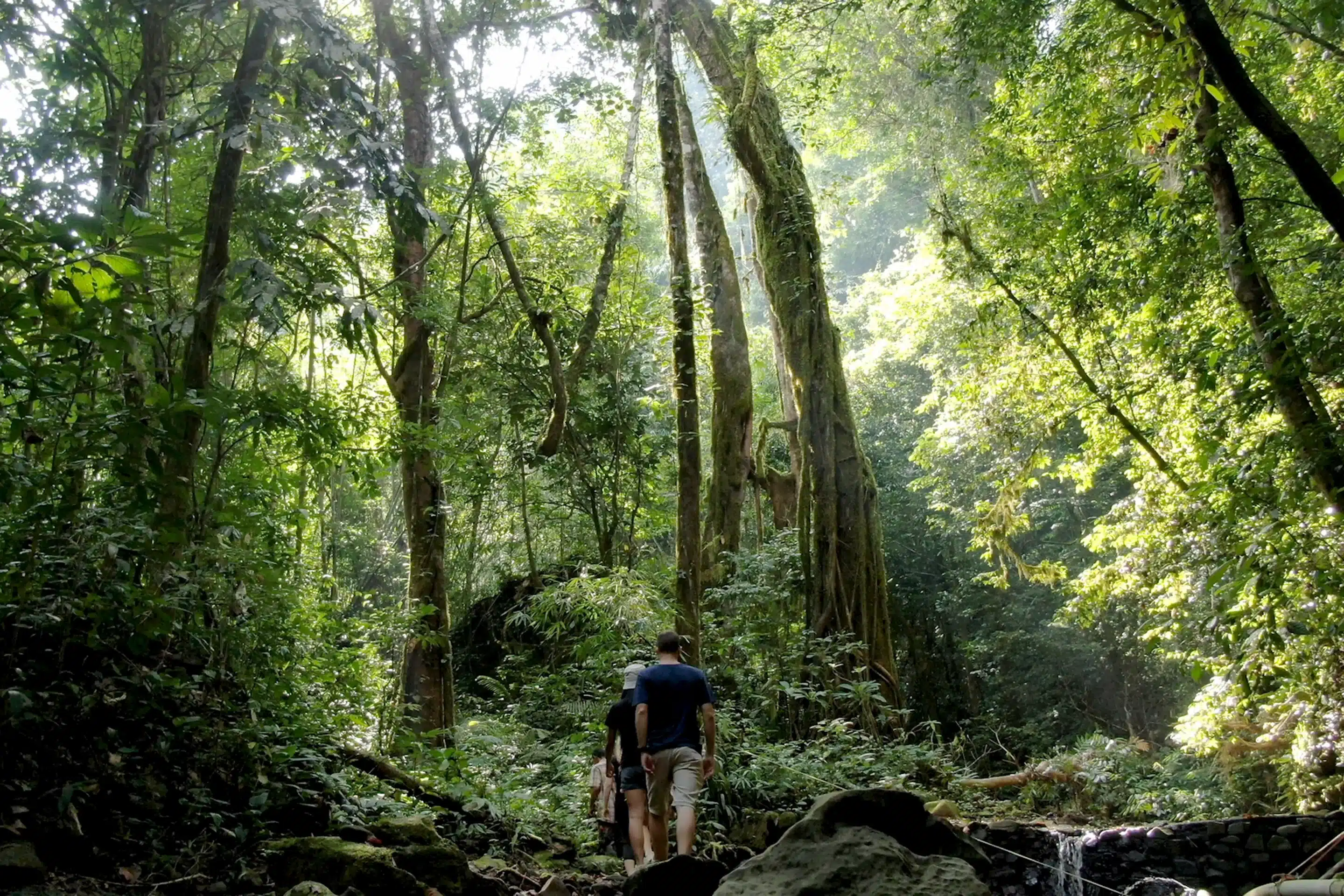 Khao Sok Rainforest Trails