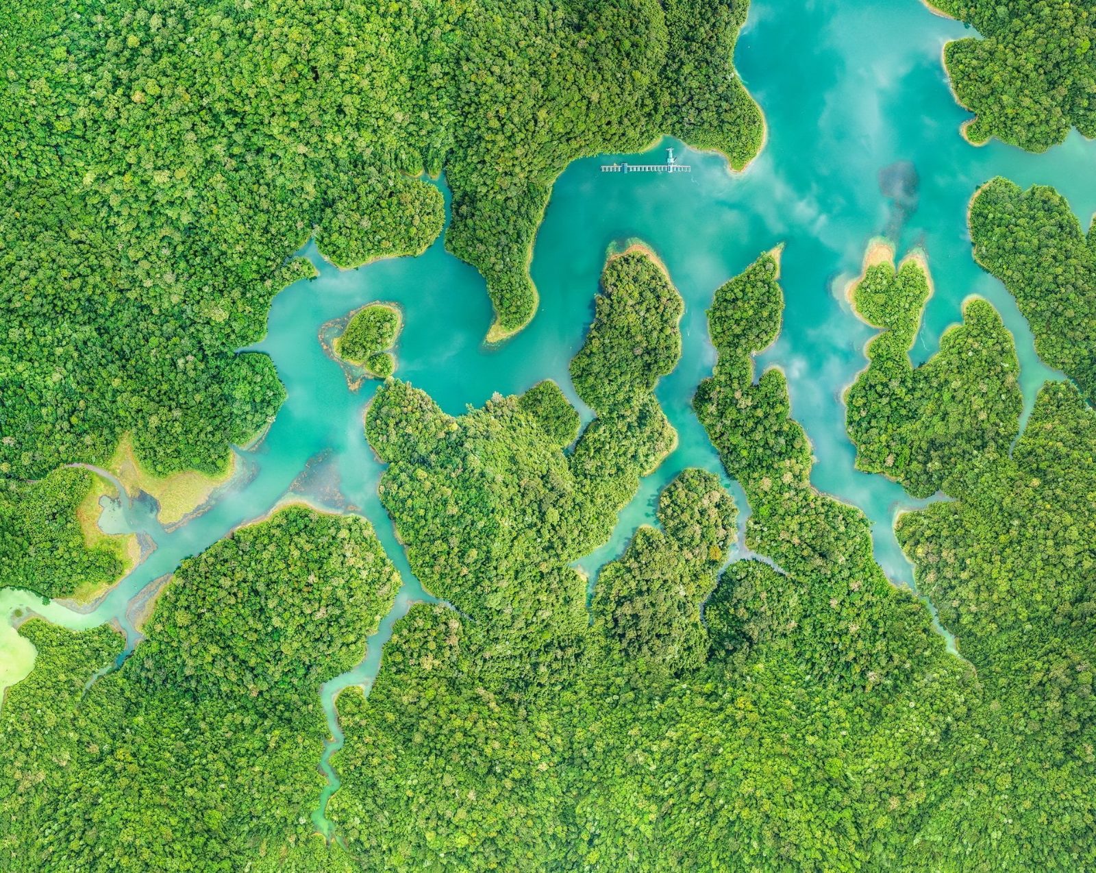 Khao Sok Rainforest