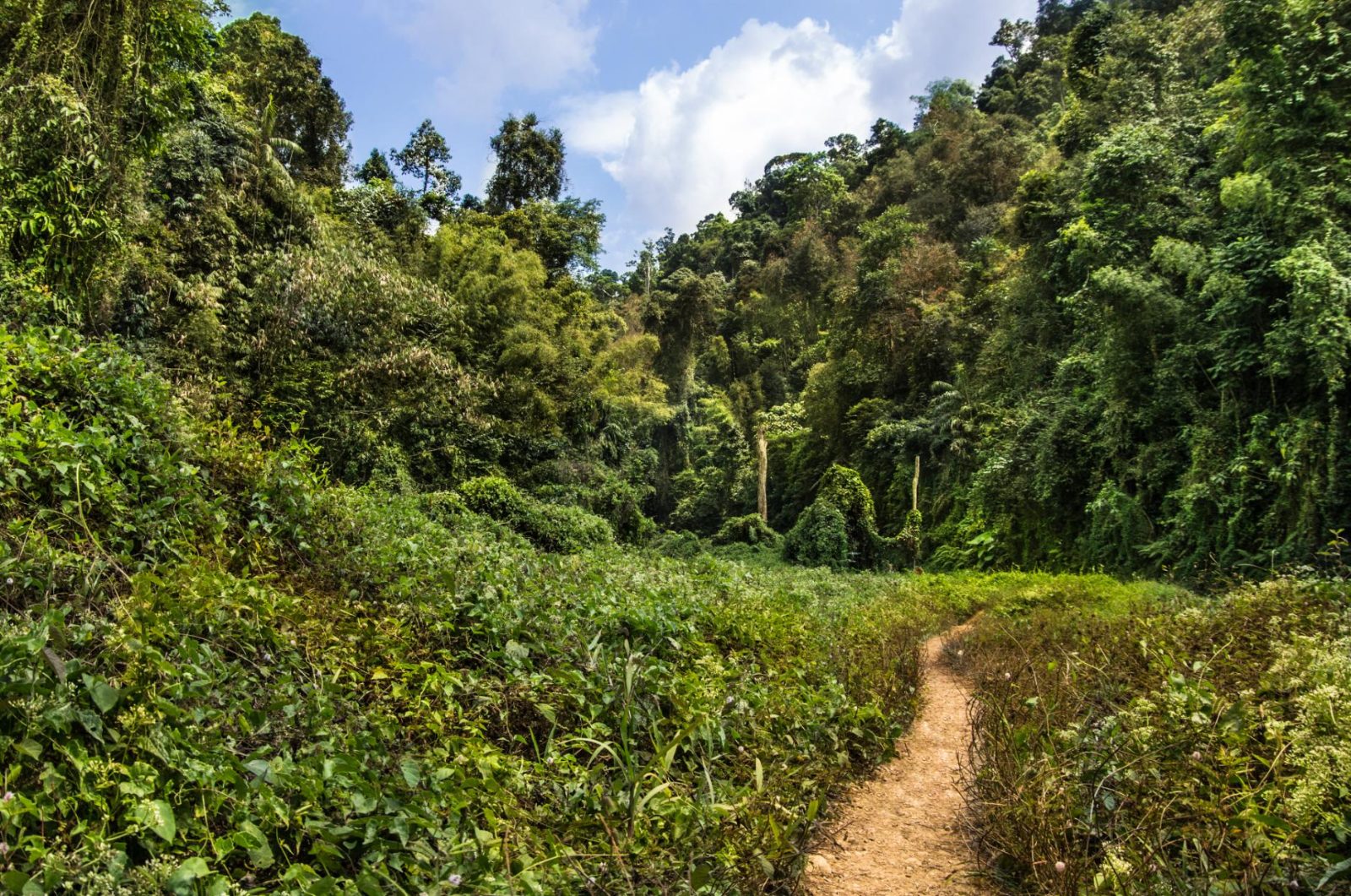 Khao Sok Jungle Trail Canopy