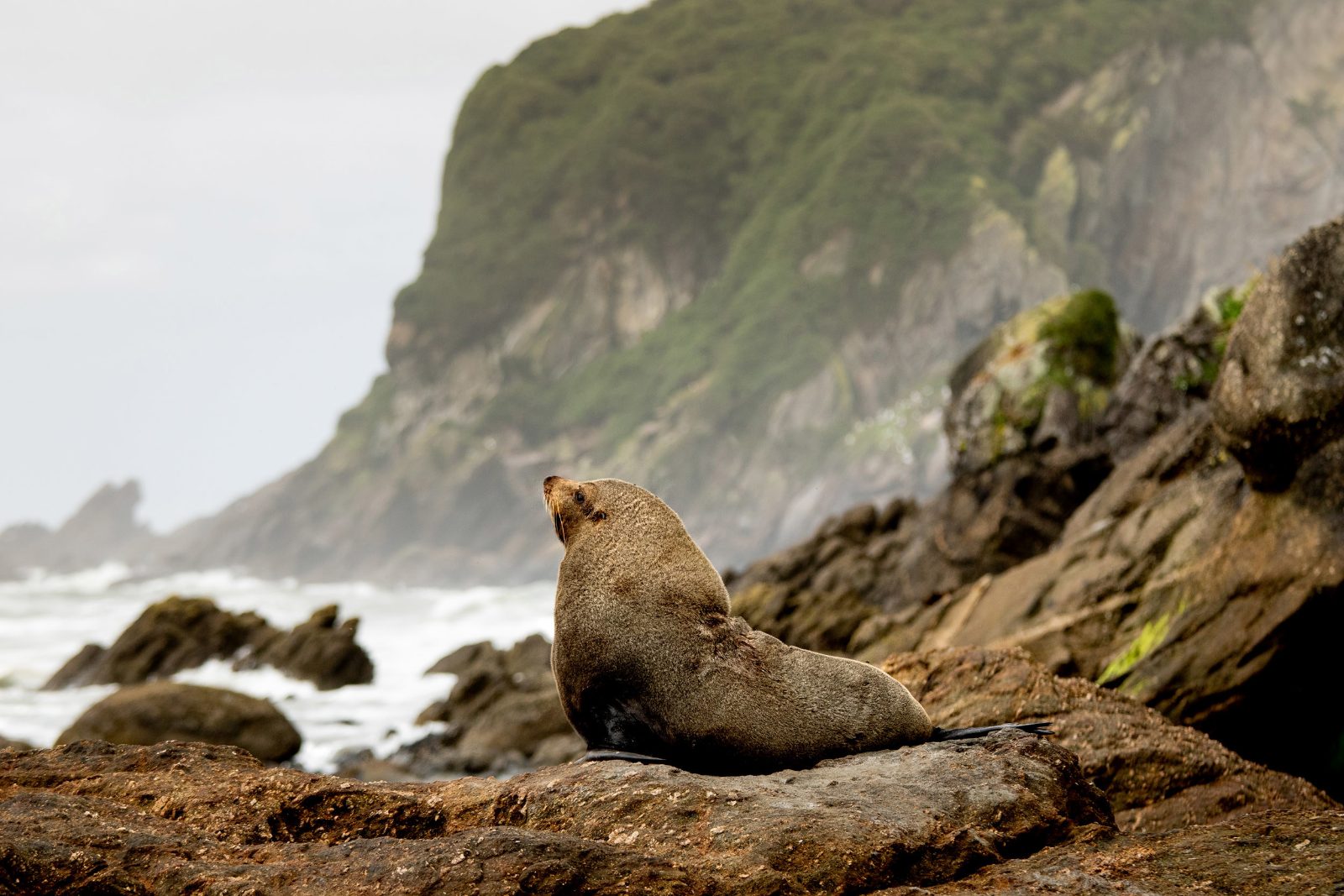 Seal Colonies