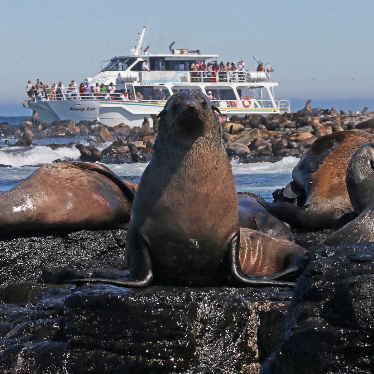 Tasman Peninsula Wildlife Cruise