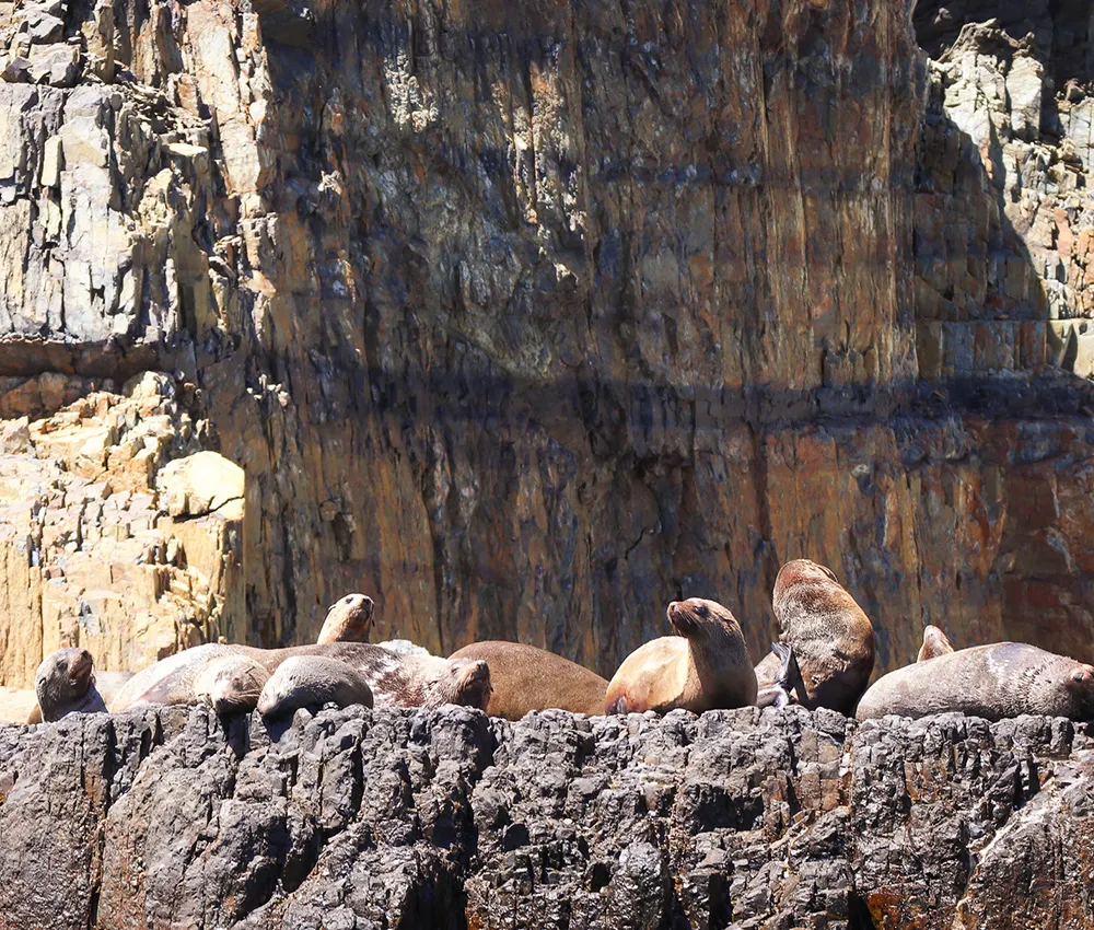 Tasman Peninsula Cruise From Port Arthur