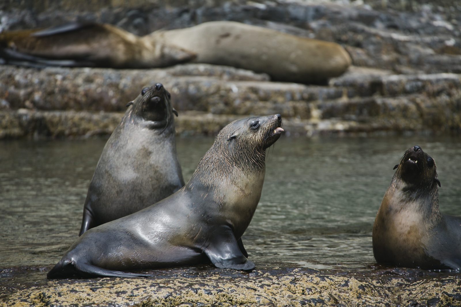 Fur Seal Colony