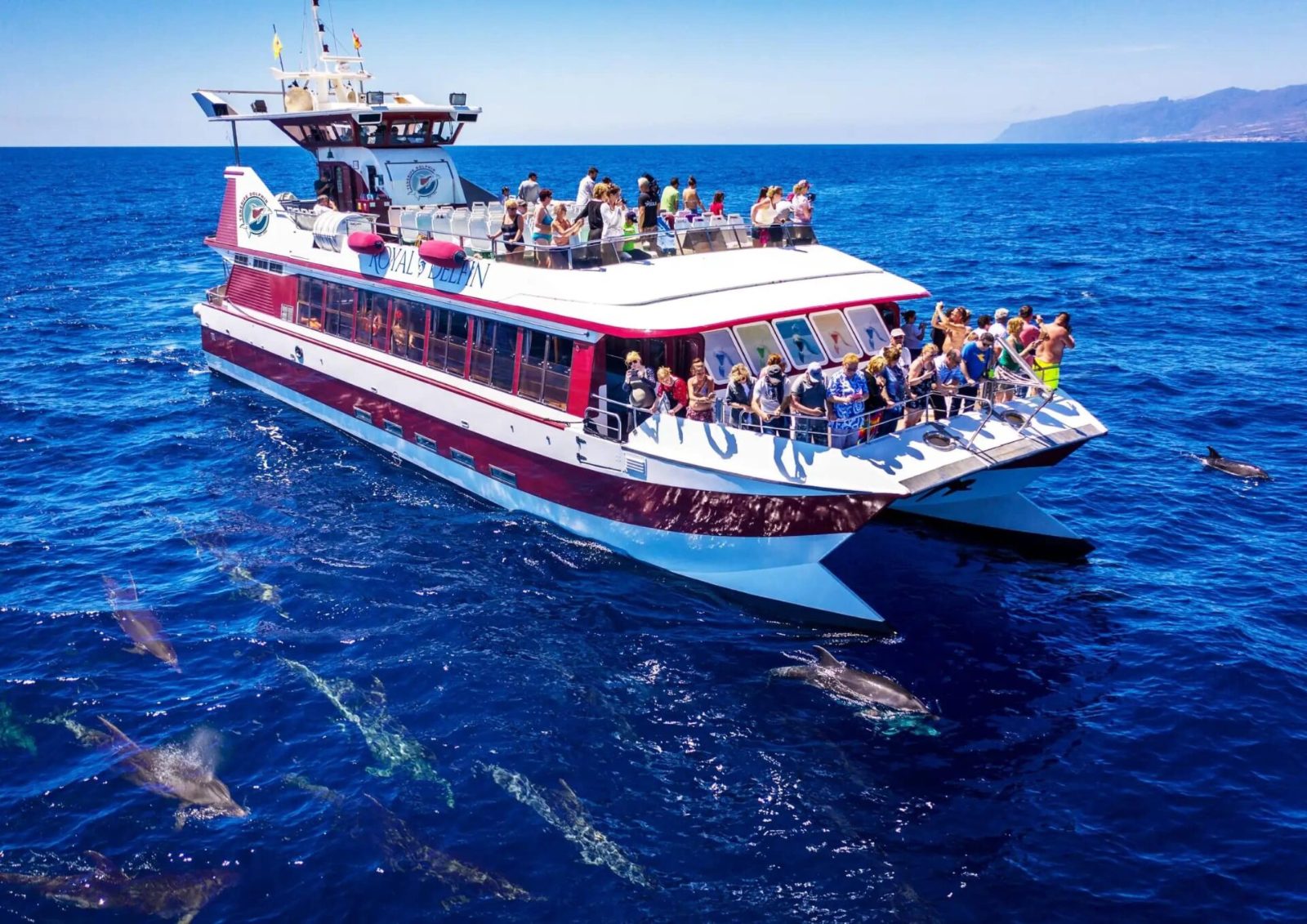 Costa Adeje Whale Watching Tours