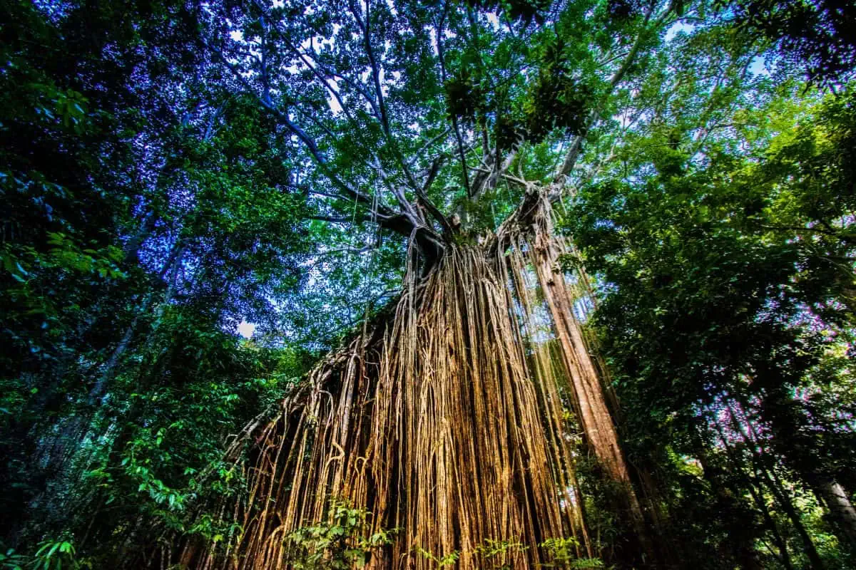 Curtain Fig Tree