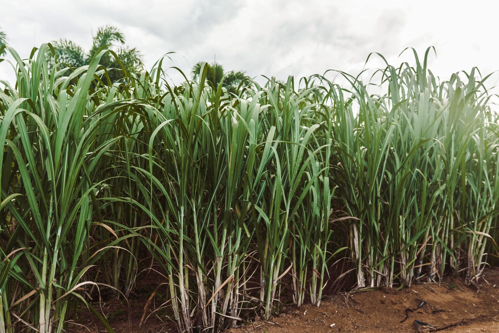 Sugar Cane Fields