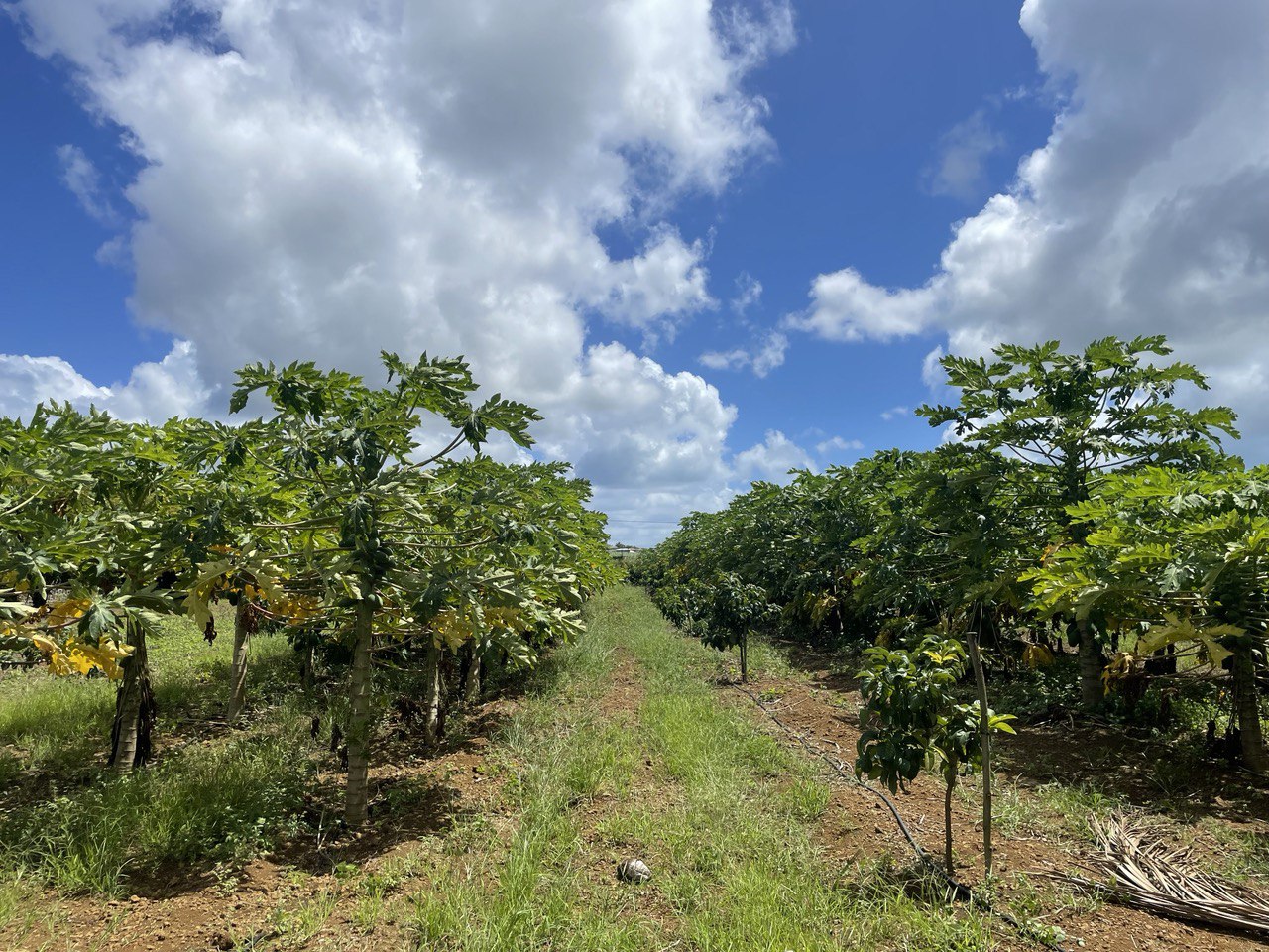Orchard Path
