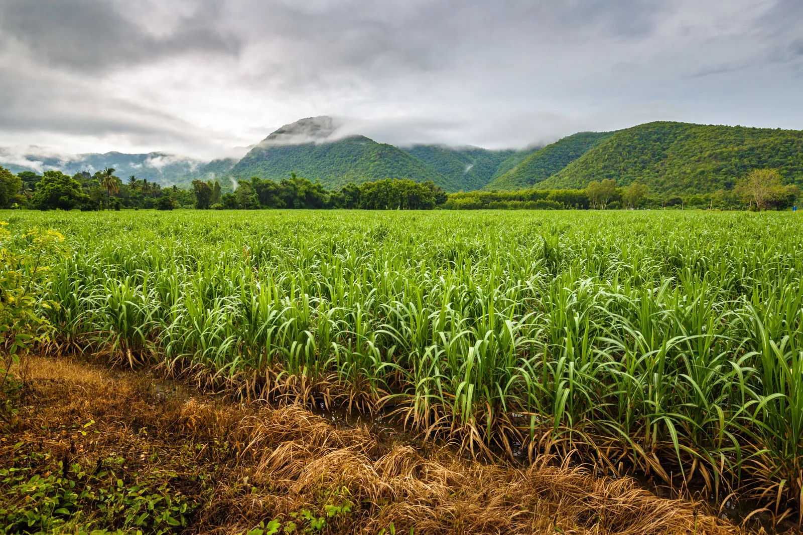 Sugar Cane Fields