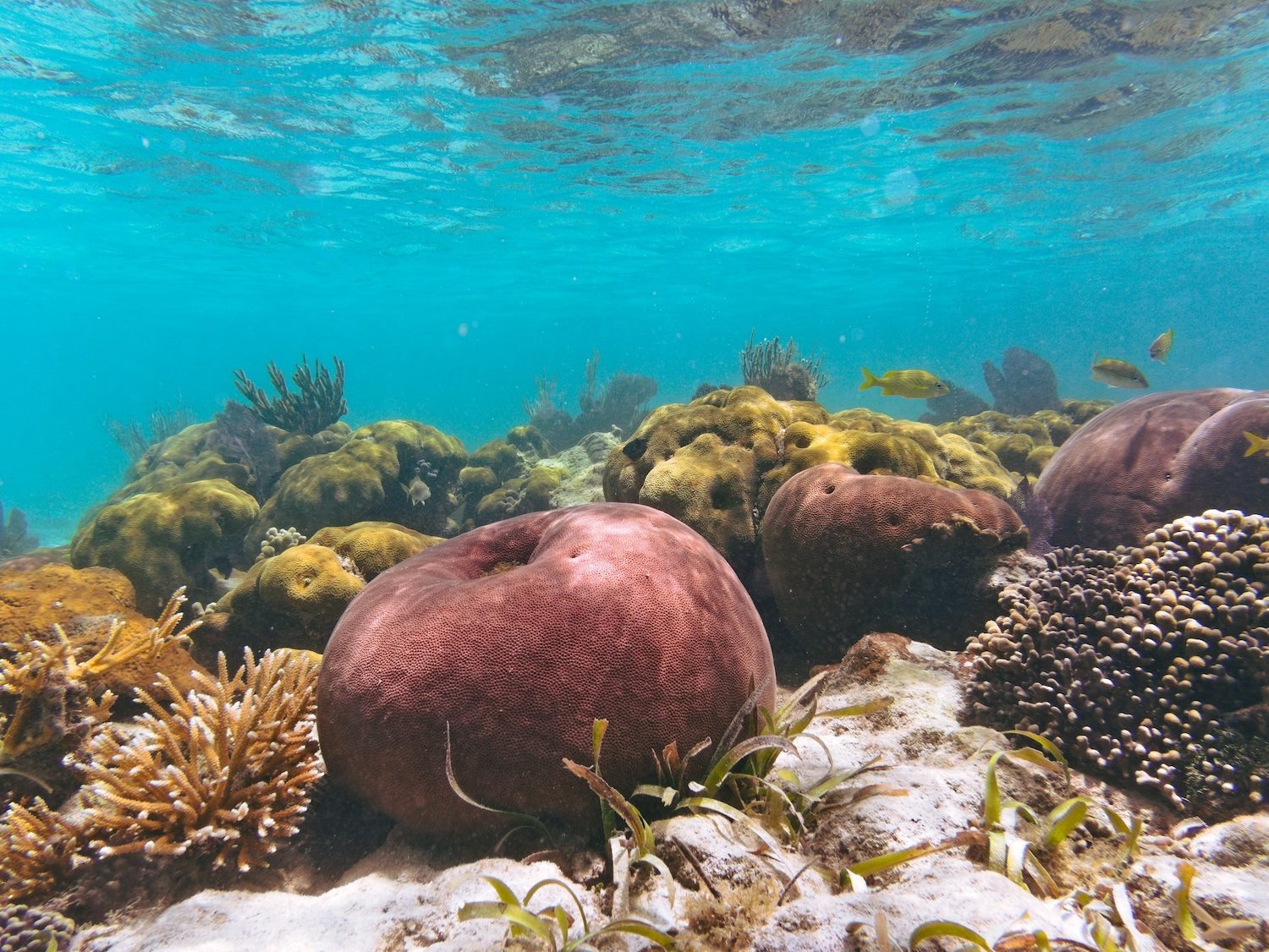Culebrita Reef